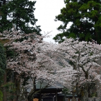 最勝禅院　桜